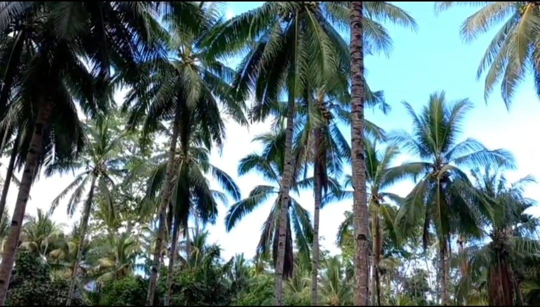 aa4