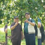 Lompatan Ekonomi Halmahera Utara: Gandeng UGM Kembangkan Varian Pala Unggul ‘GAMAPALATO’ Menuju Hilirisasi Modern
